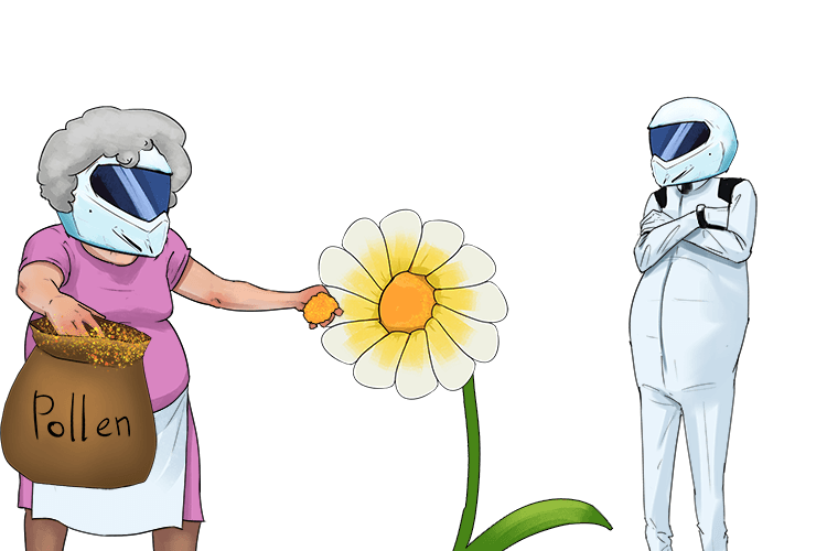 The Stig's ma (stigma) collects pollen